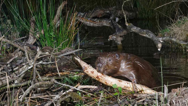 Beaver - Nick Upton